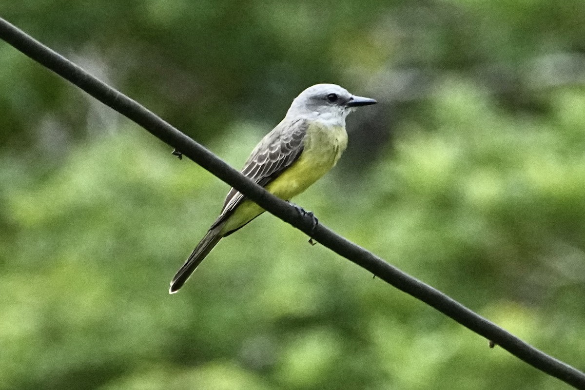 Tropical Kingbird - ML646378368