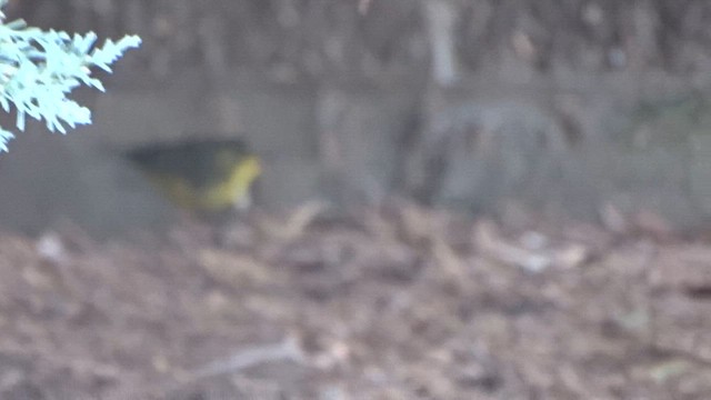 kentuckyparula - ML646378370