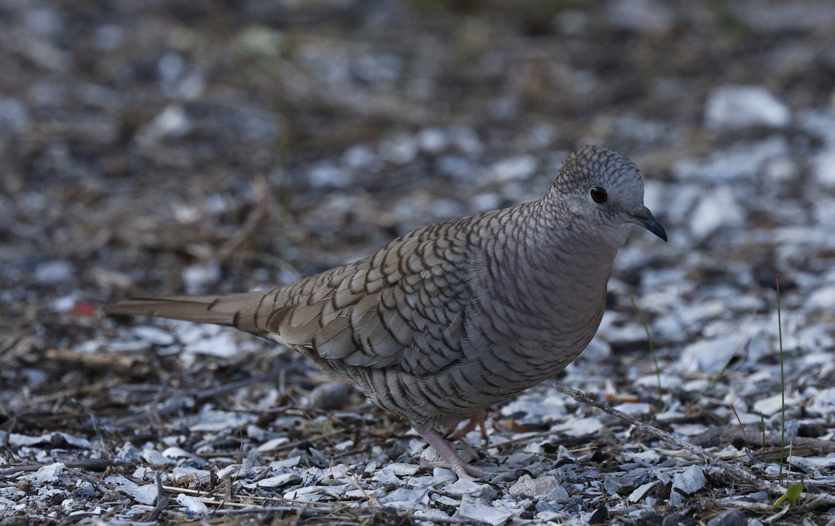 Inca Dove - ML646378371