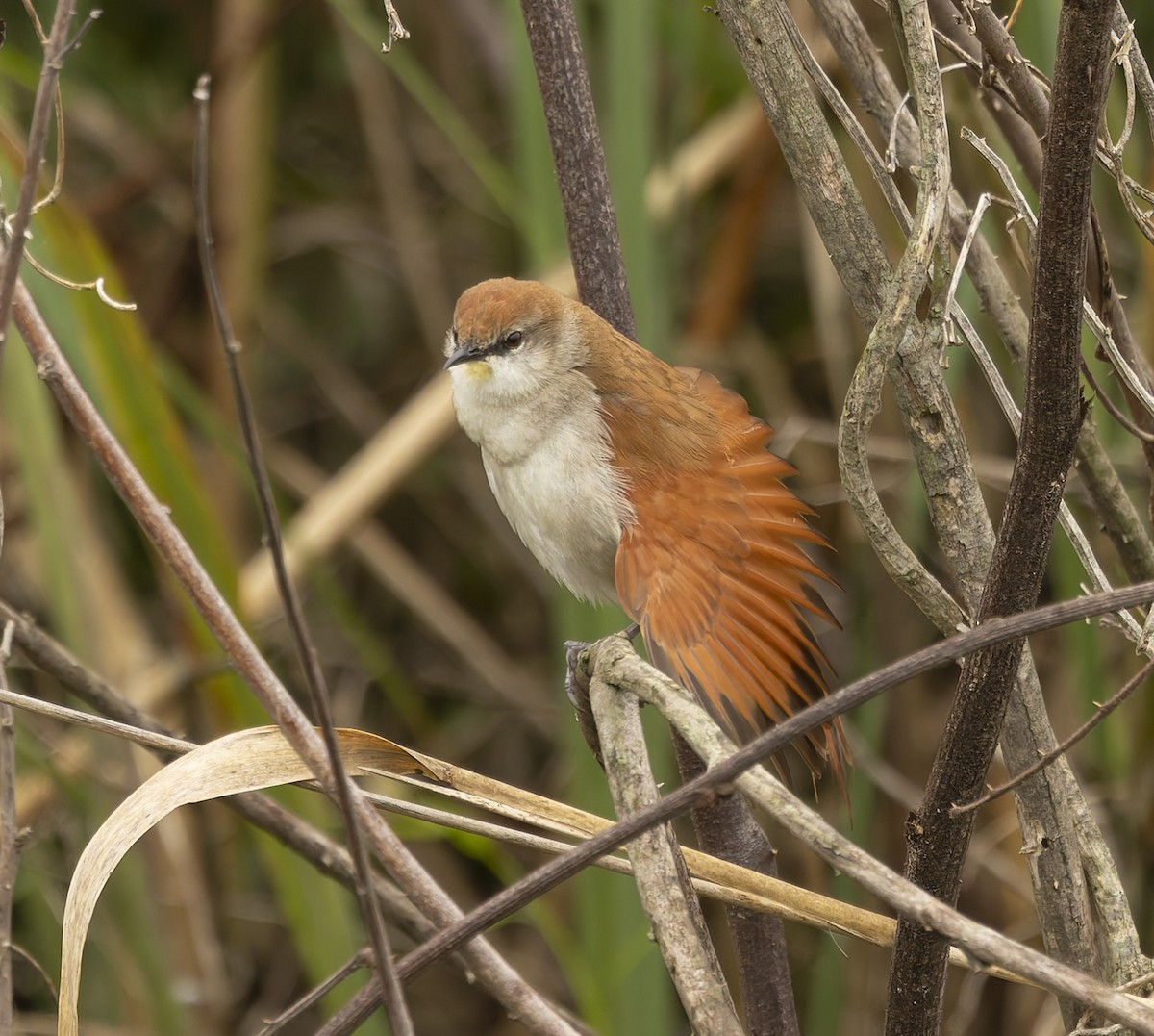 Yellow-chinned Spinetail - ML646378373