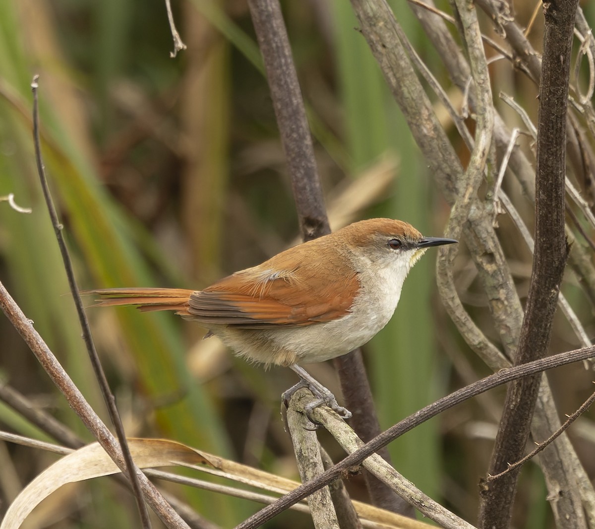 Yellow-chinned Spinetail - ML646378374