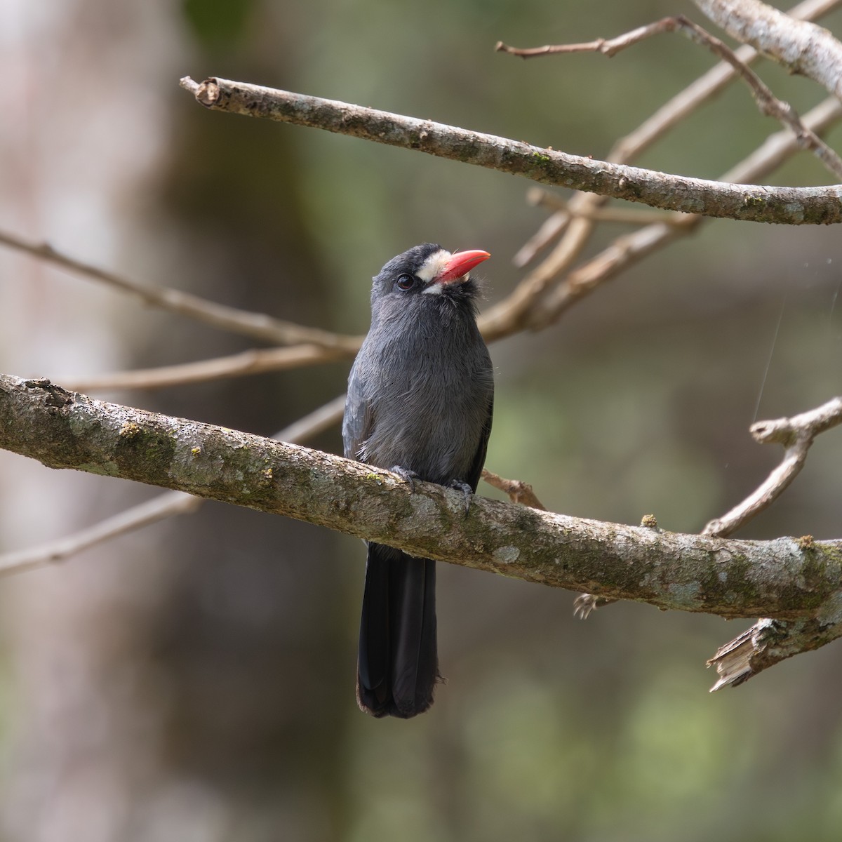 Лінивка-чорнопер білолоба - ML646378375