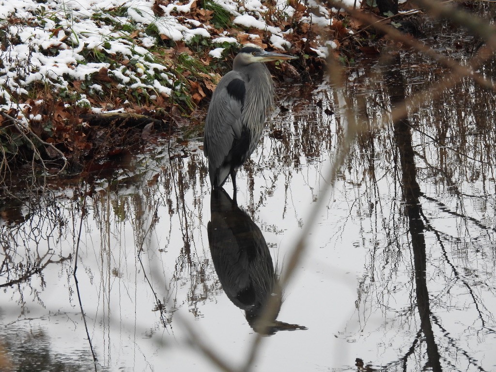Great Blue Heron - ML646378376