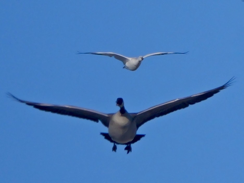 Ross's Goose - ML646378377