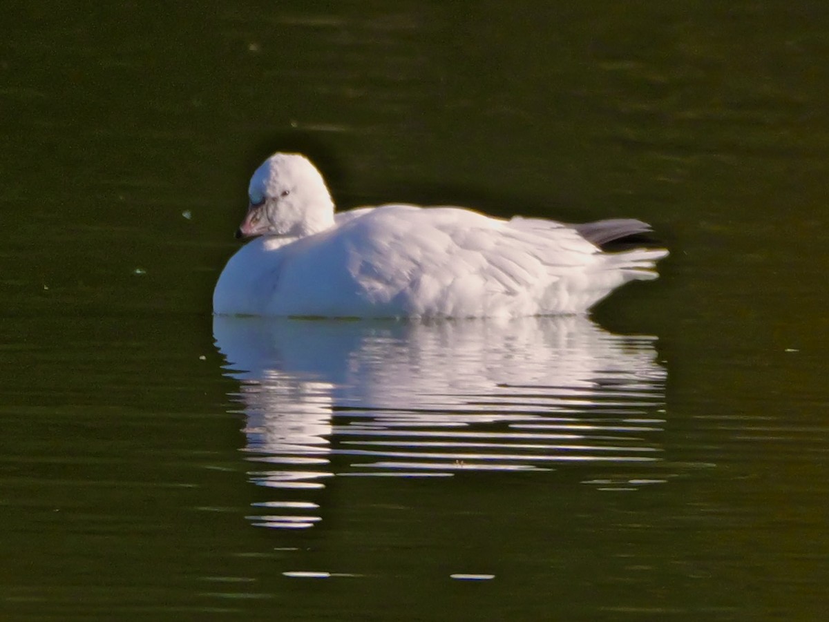 Ross's Goose - ML646378378