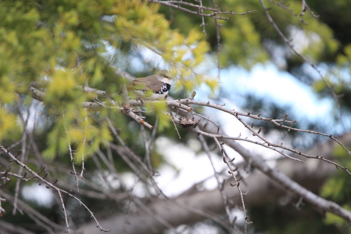 Elmas İspinozu - ML646378379