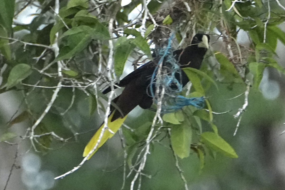 Crested Oropendola - ML646378380