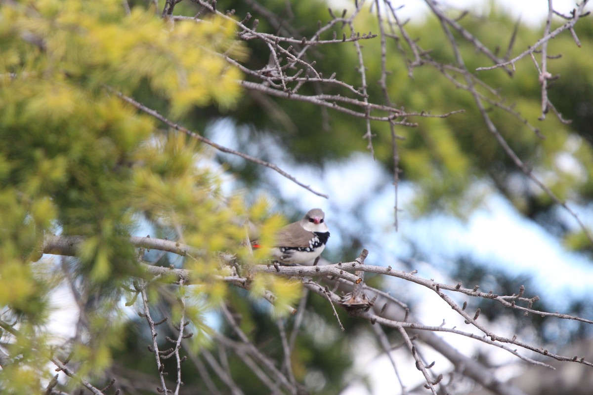 Elmas İspinozu - ML646378381