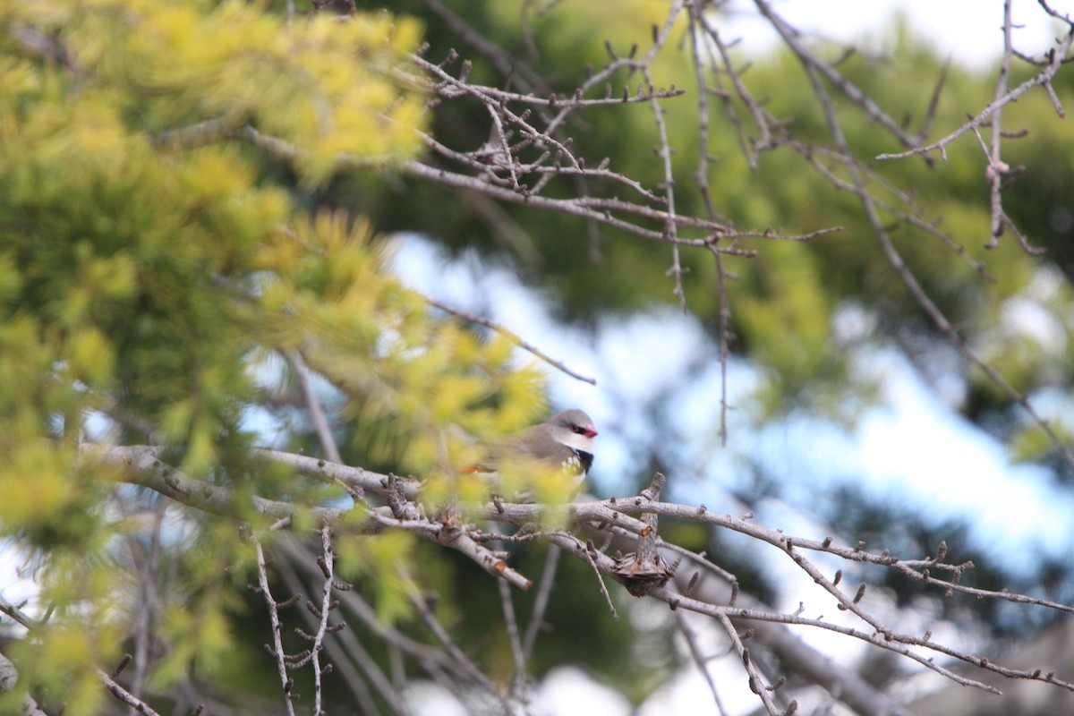 Elmas İspinozu - ML646378382