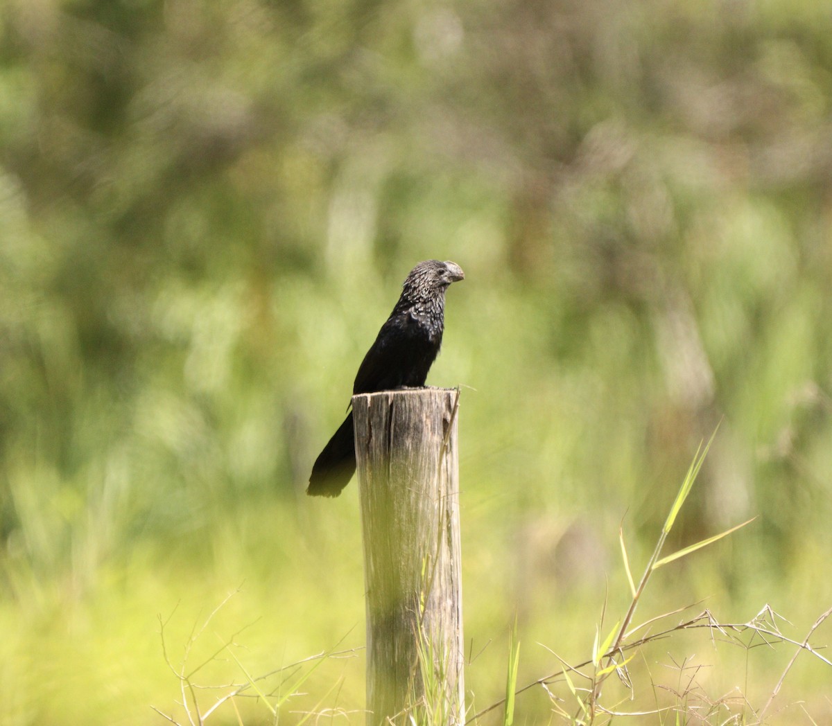 Ані товстодзьобий - ML646378384