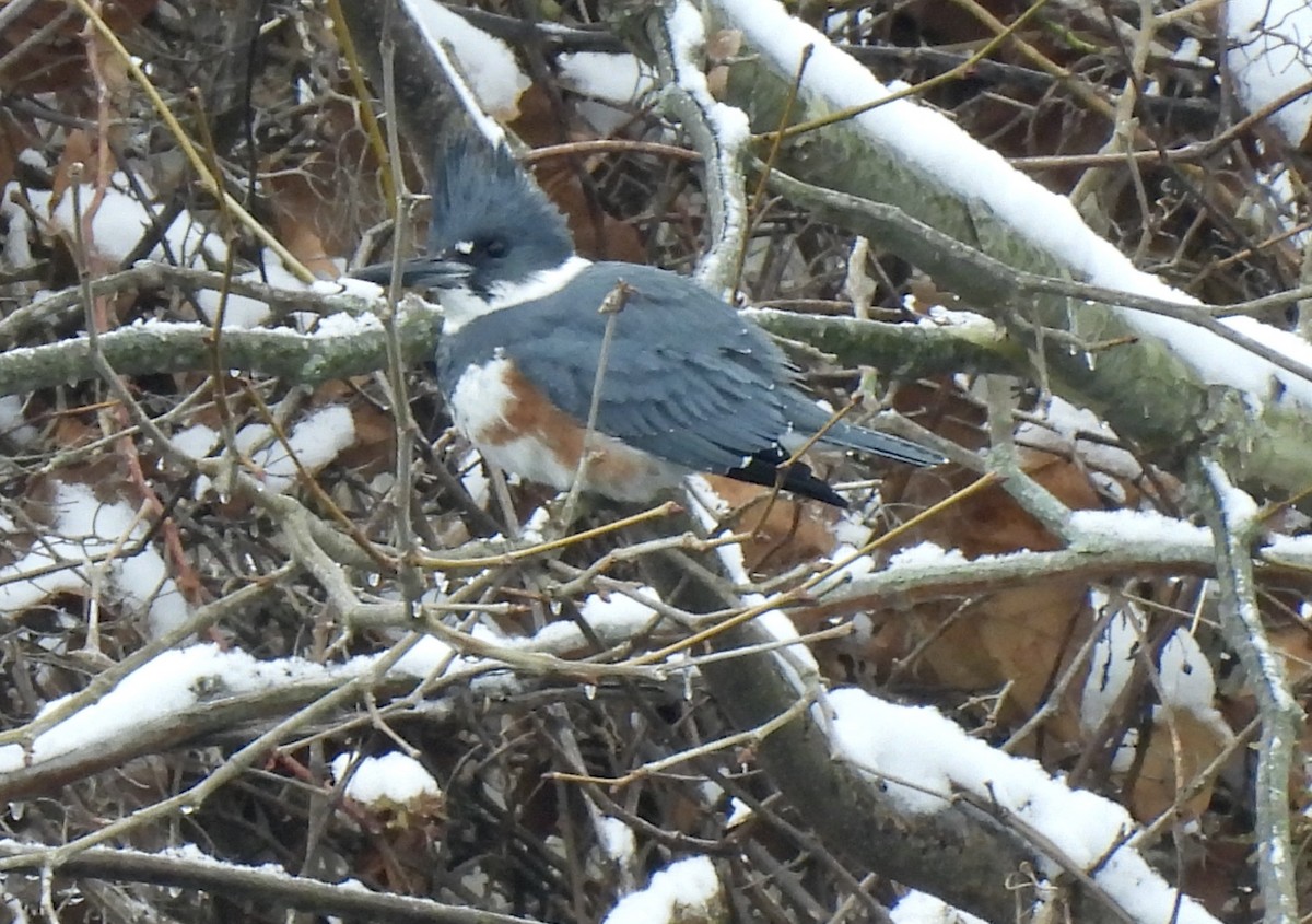Belted Kingfisher - ML646378385