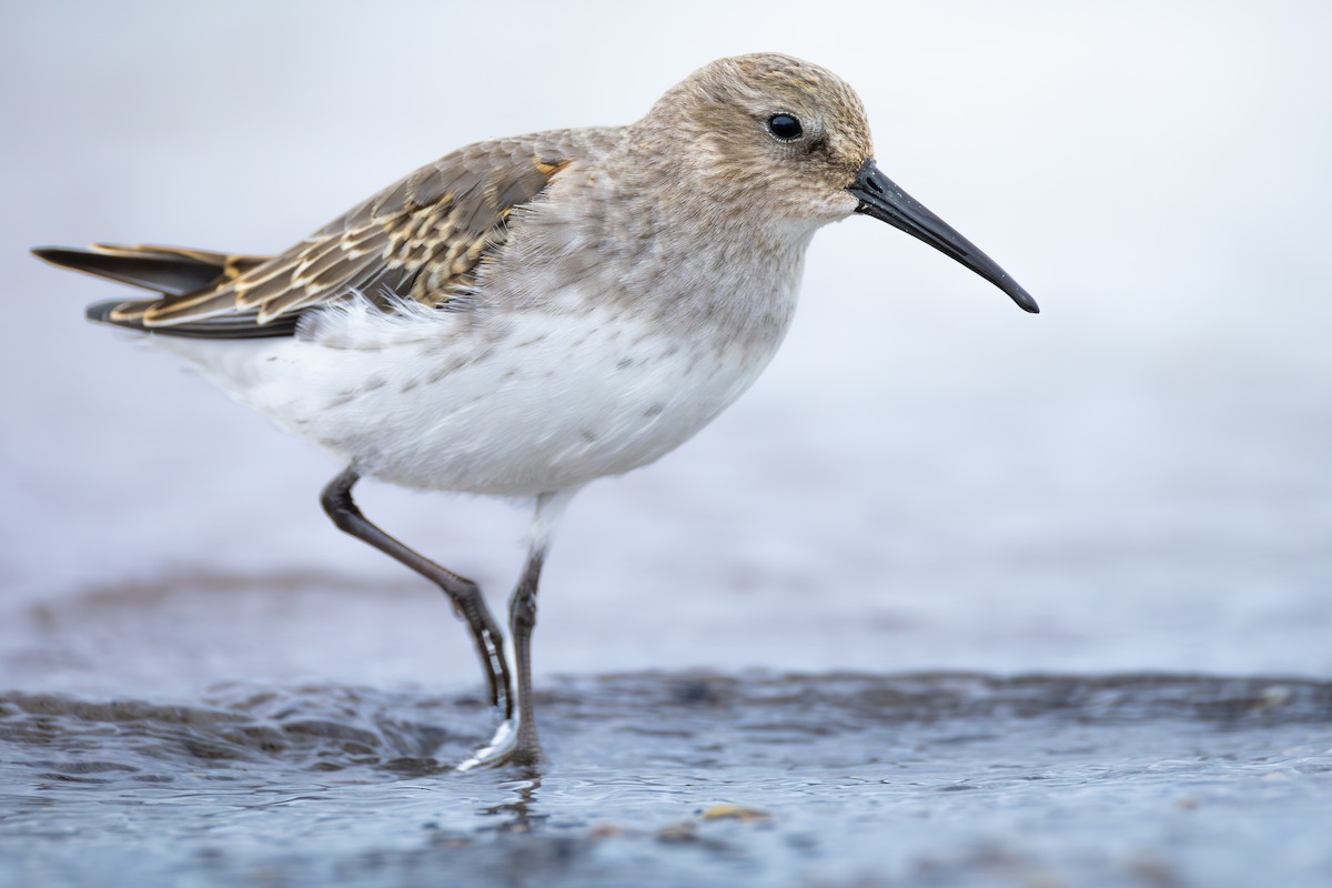 חופית אלפינית - ML646378386