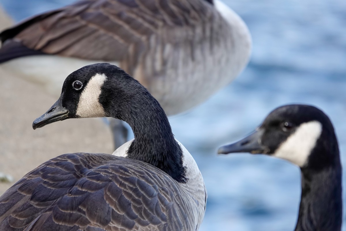 Canada Goose - ML646378387