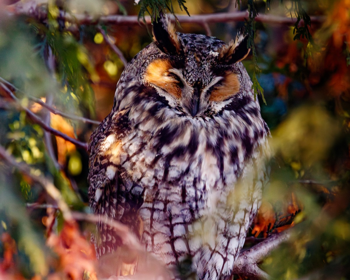 Long-eared Owl - ML646378388