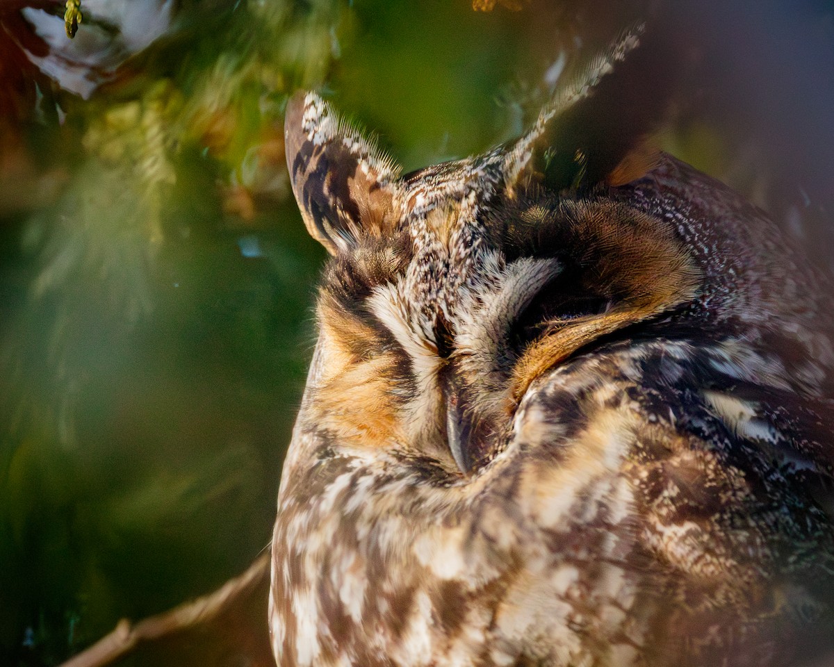 Long-eared Owl - ML646378389