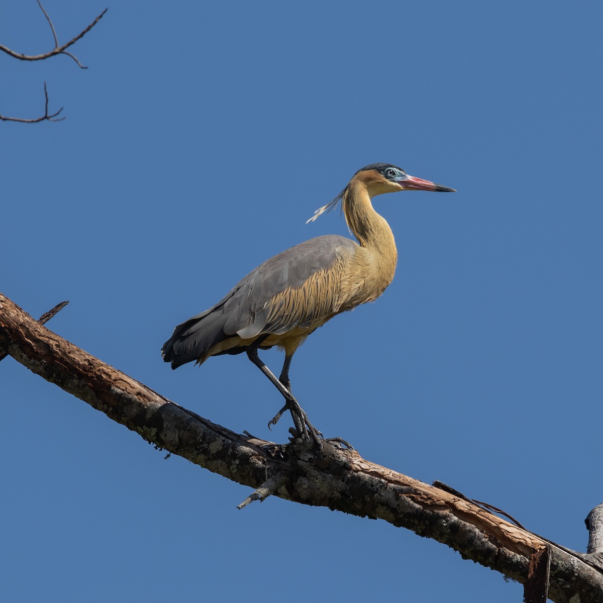 Whistling Heron - ML646378390