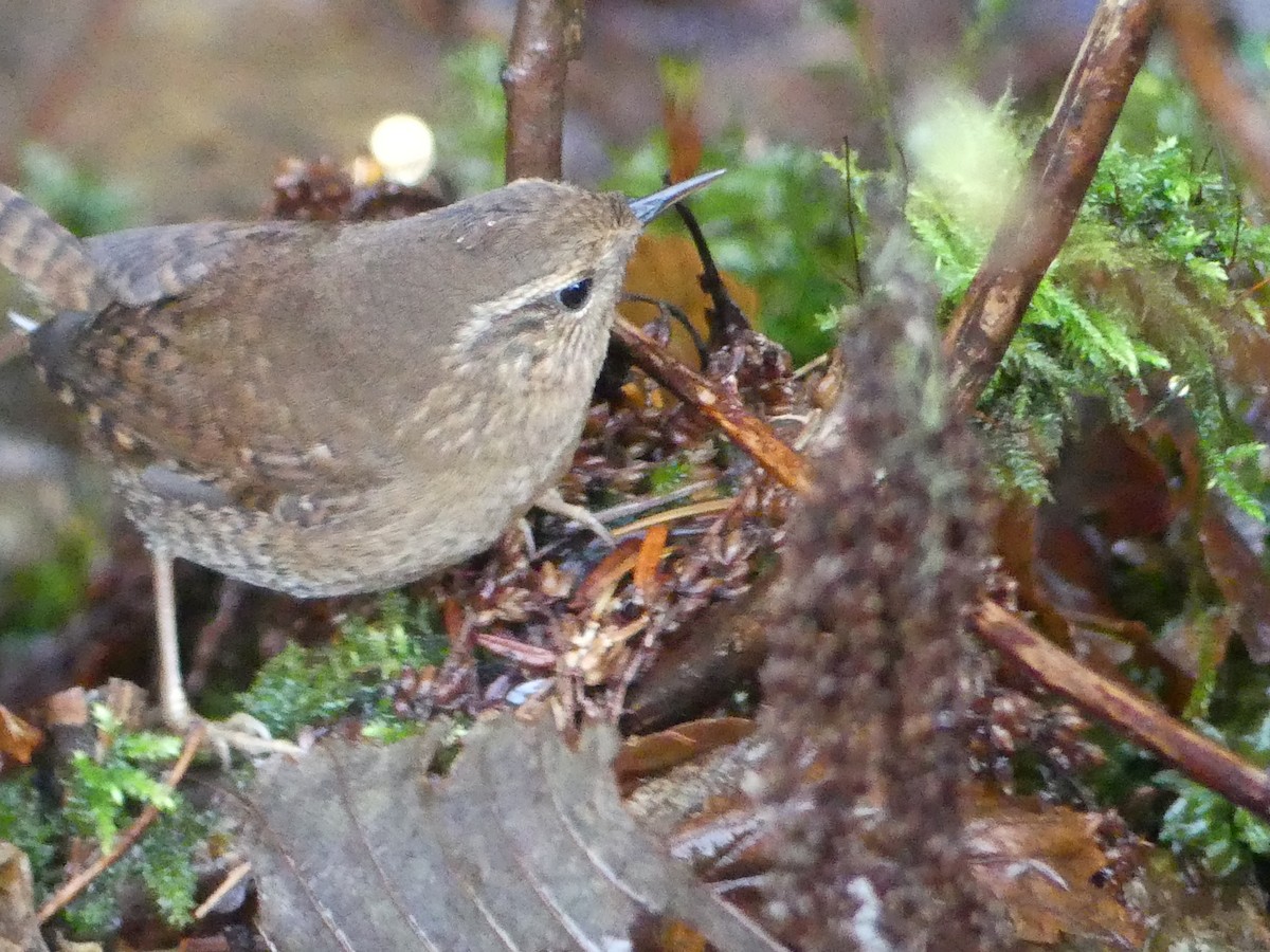 Pacific Wren - ML646378392
