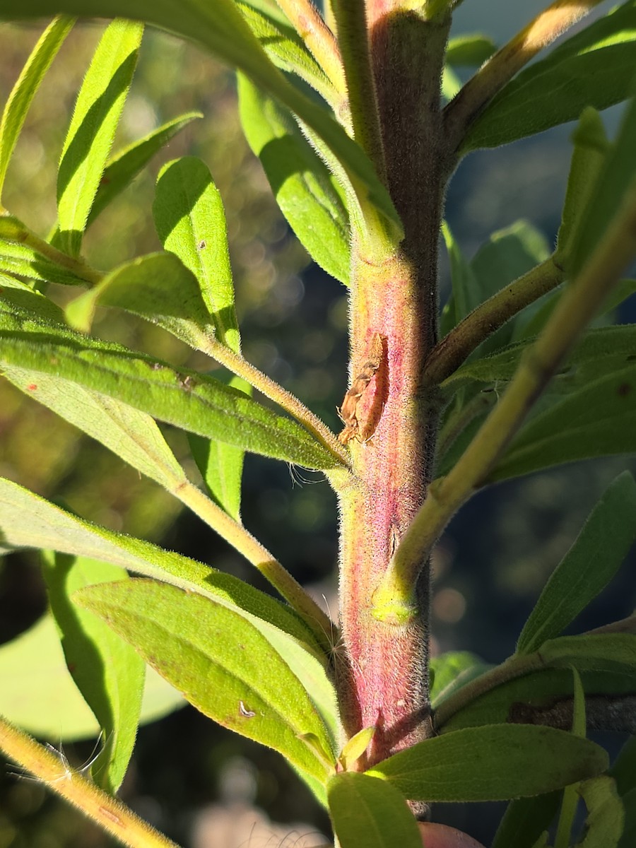 Goldenrod Gall Moth - ML646378394