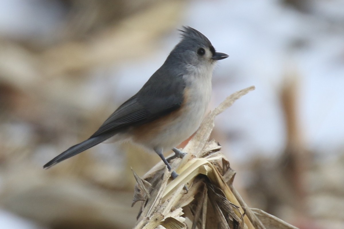 Tufted Titmouse - ML646378395