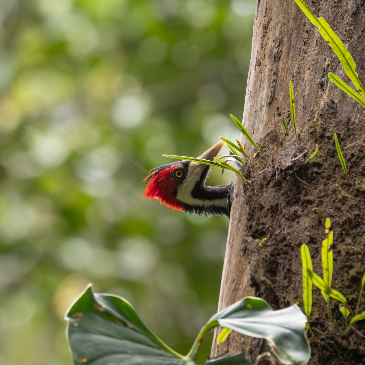 Crimson-crested Woodpecker - ML646378396