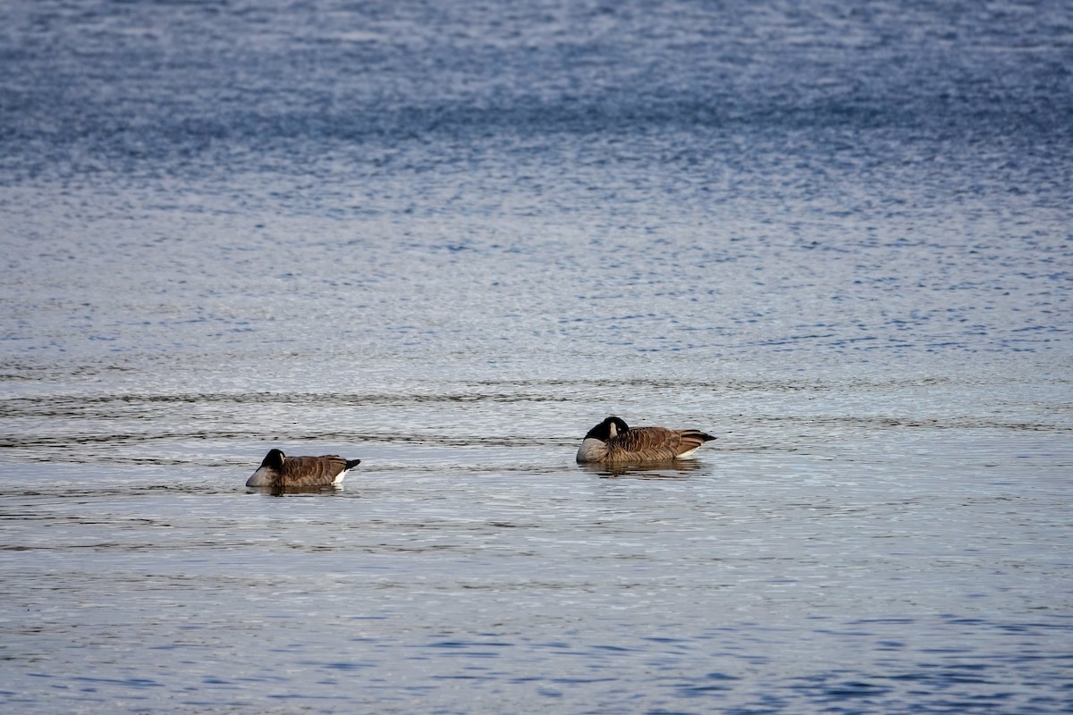 Cackling Goose - ML646378397