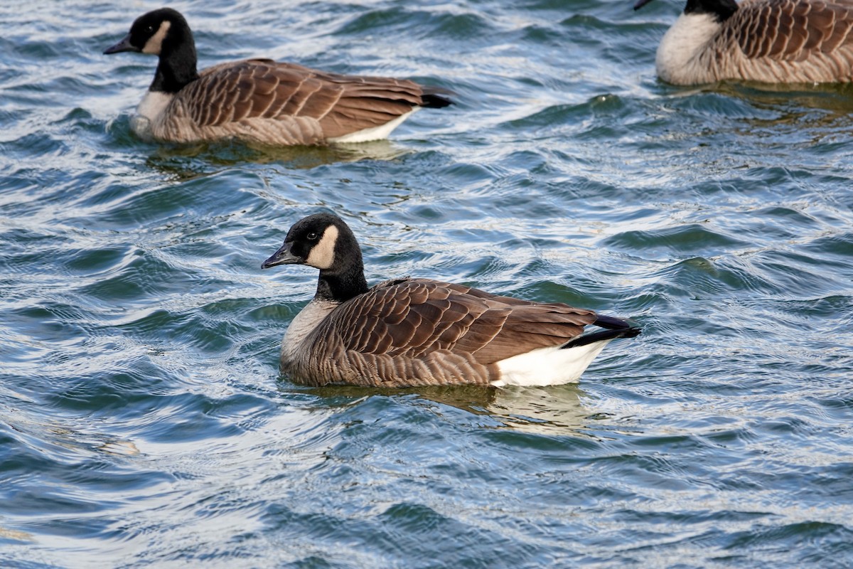 Cackling Goose - ML646378398