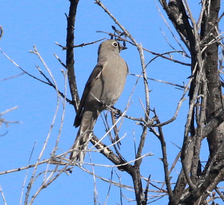 Townsend's Solitaire - ML646378399