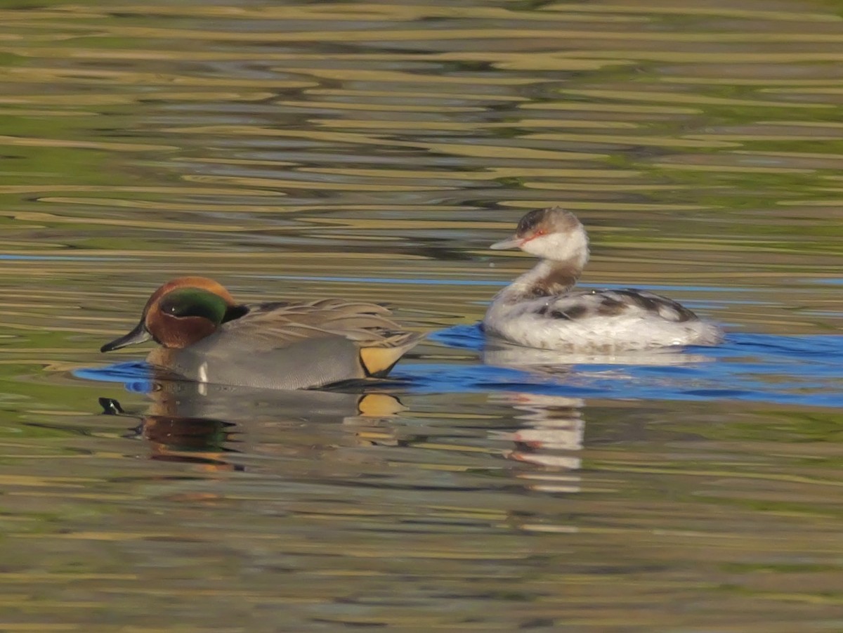 potápka černokrká - ML646378401