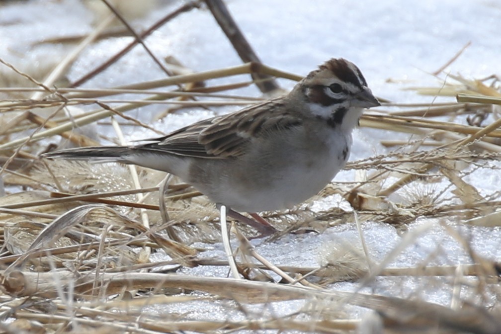 ヒバリヒメドリ - ML646378402