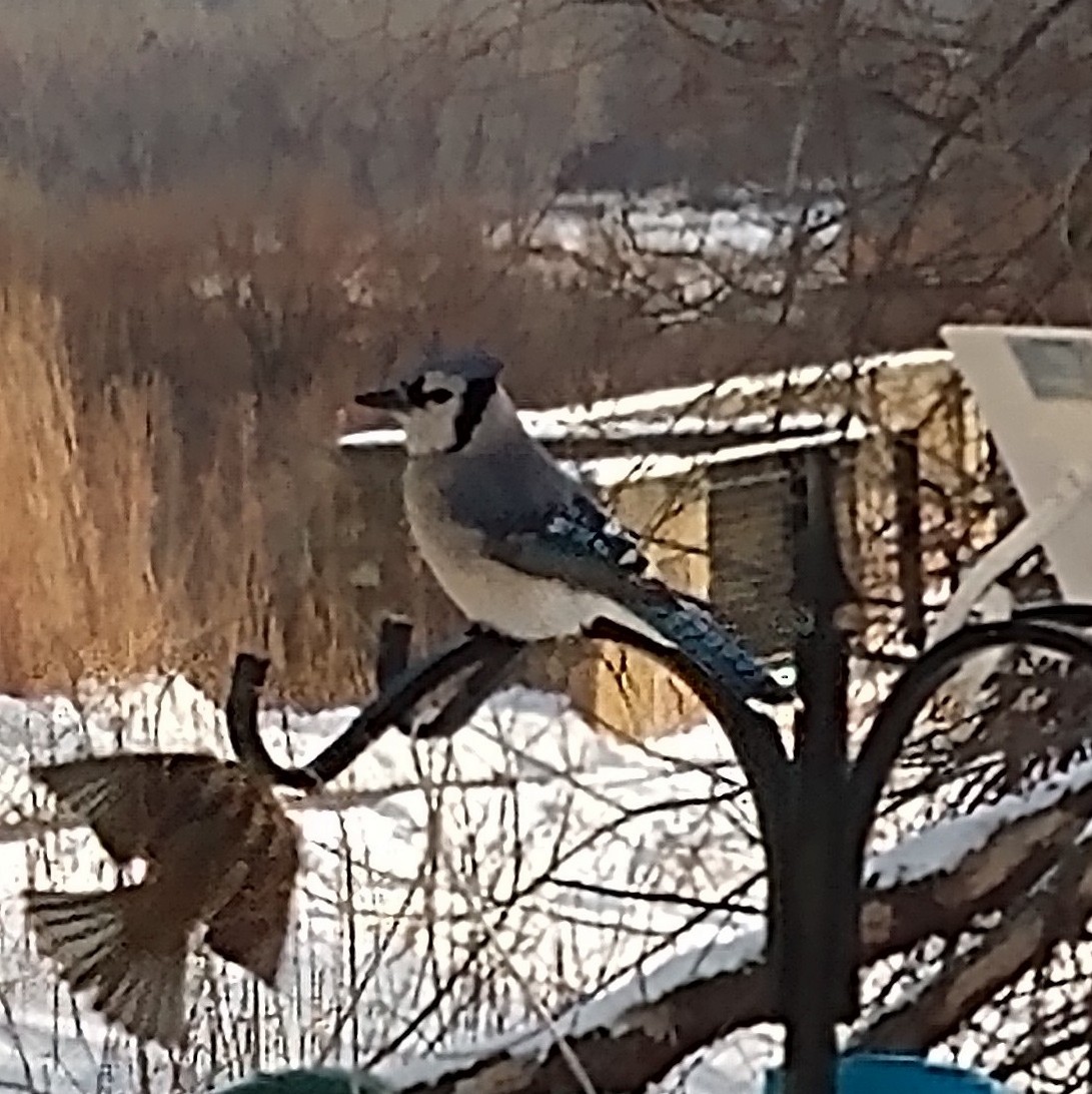 Blue Jay - ML646378403