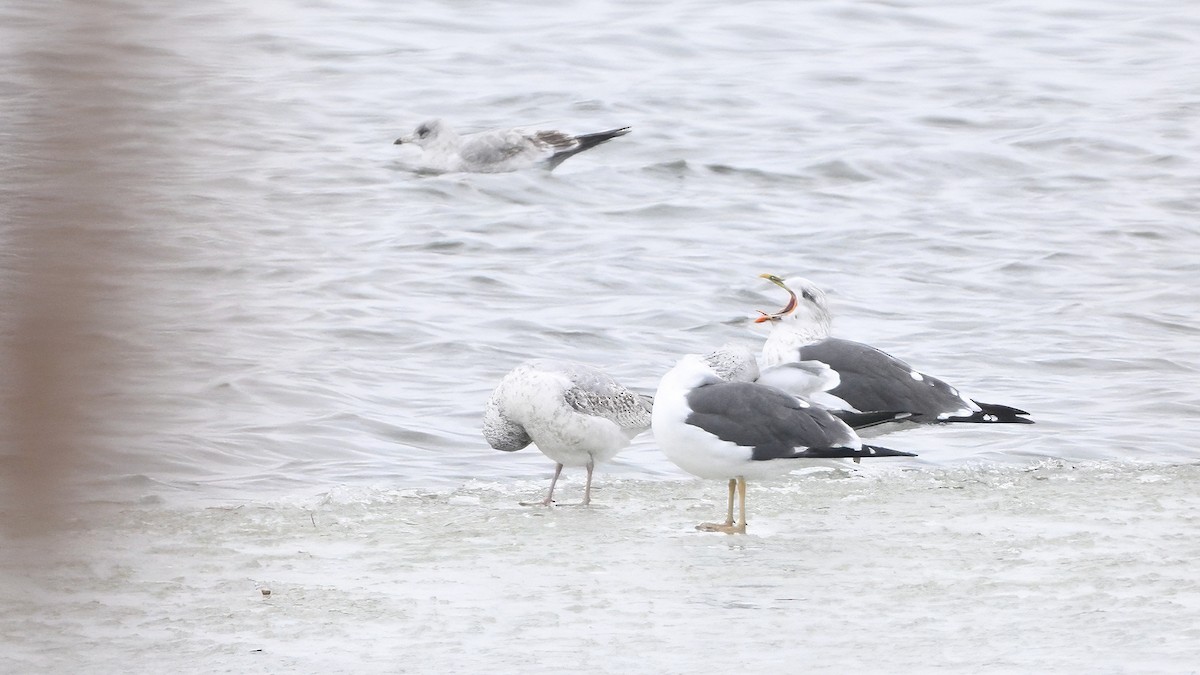 Lesser Black-backed Gull (graellsii) - ML646378404