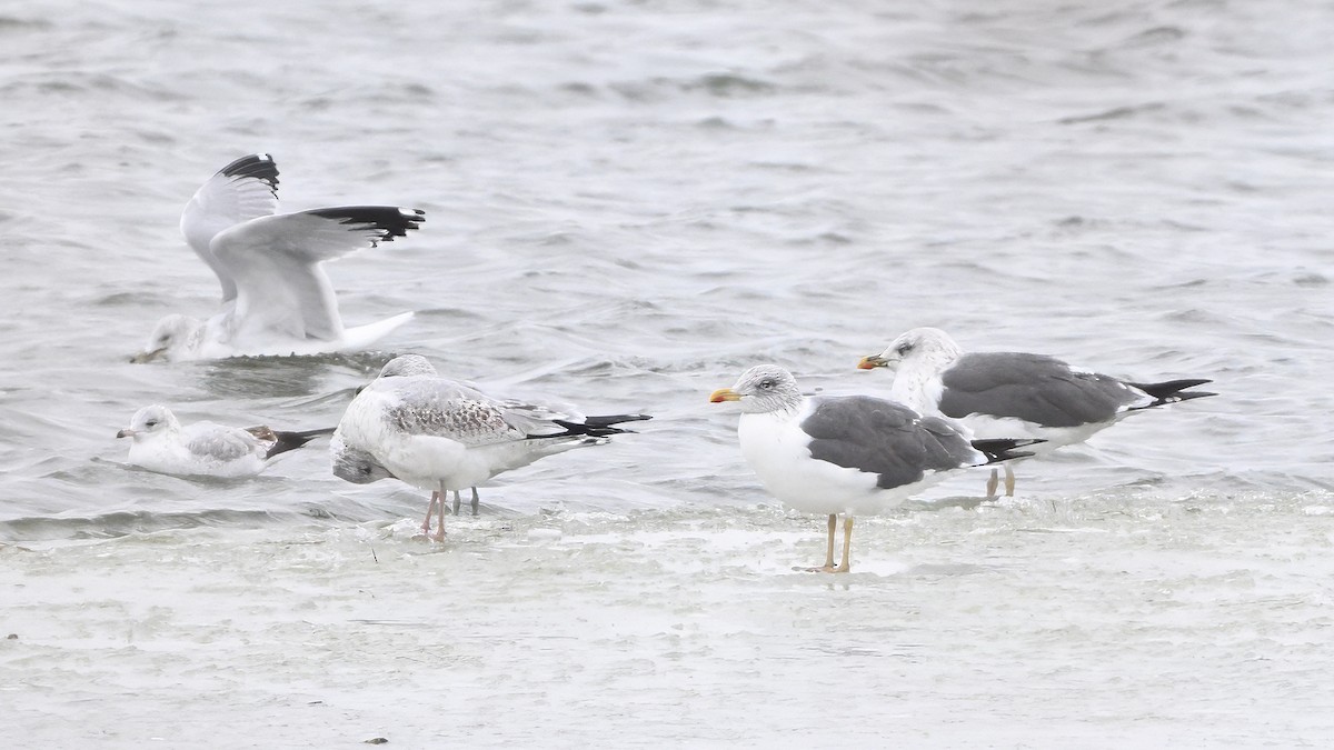 Lesser Black-backed Gull (graellsii) - ML646378405