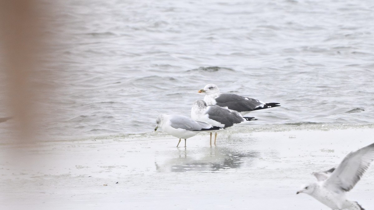 Lesser Black-backed Gull (graellsii) - ML646378406
