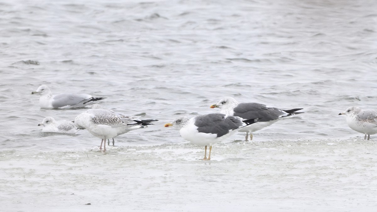 Lesser Black-backed Gull (graellsii) - ML646378407