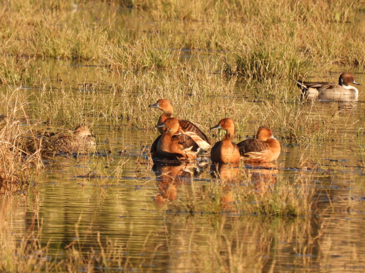 Fulvous Whistling-Duck - ML646378408