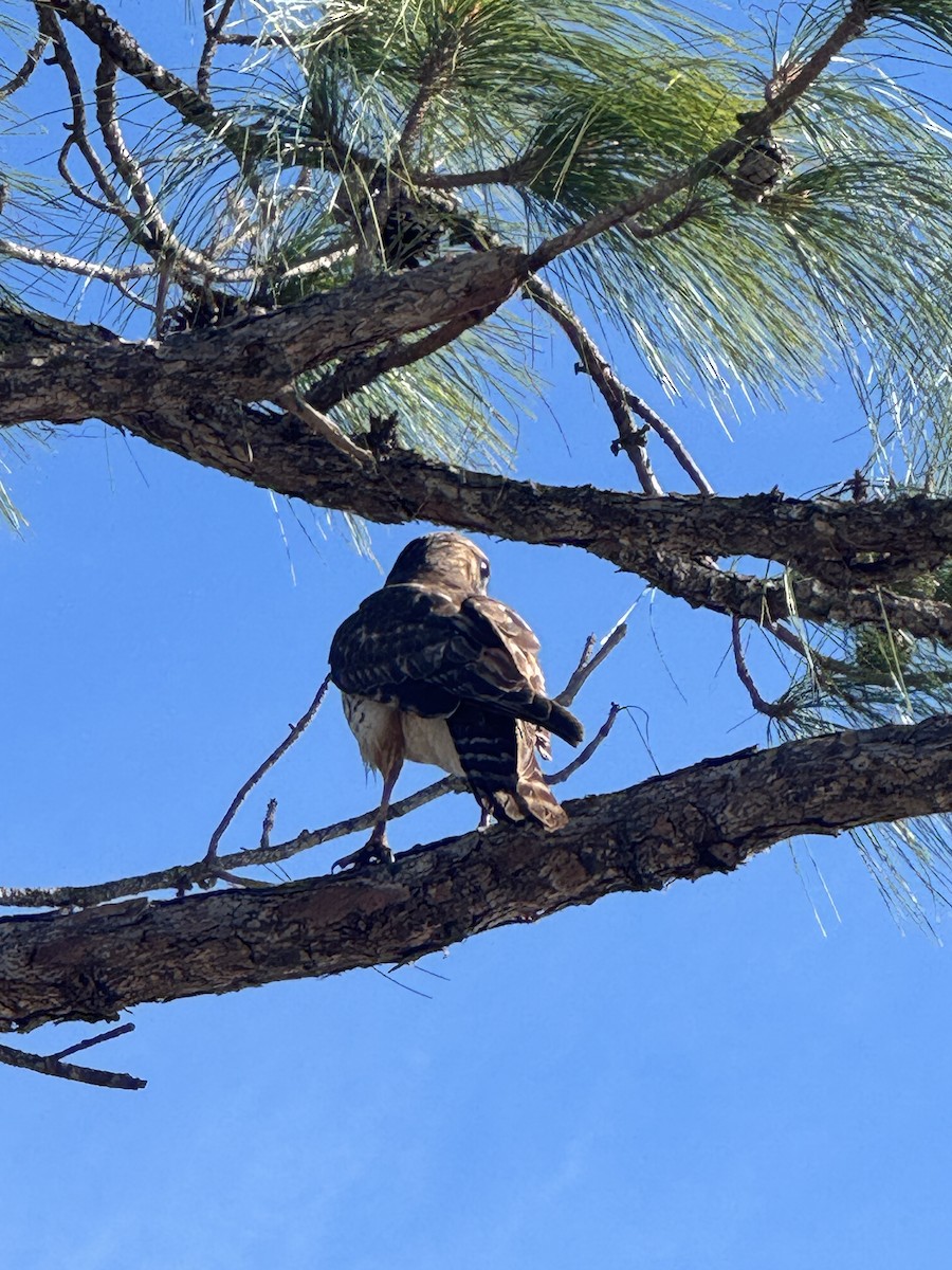 Red-shouldered Hawk - ML646378409