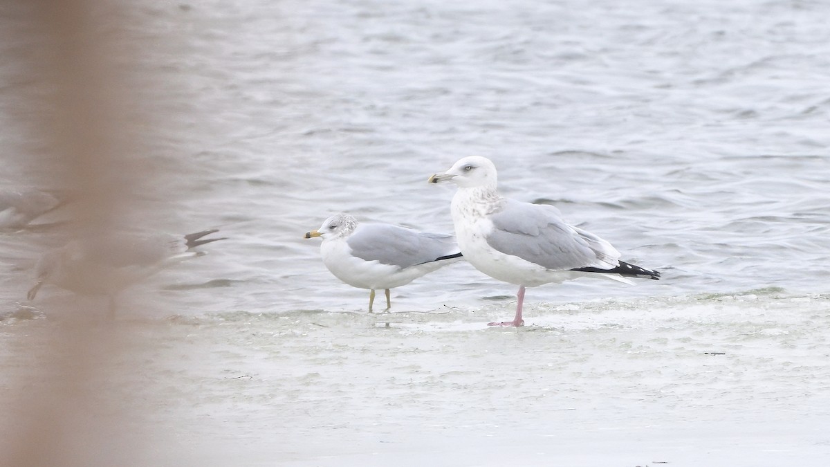 American Herring Gull - ML646378410