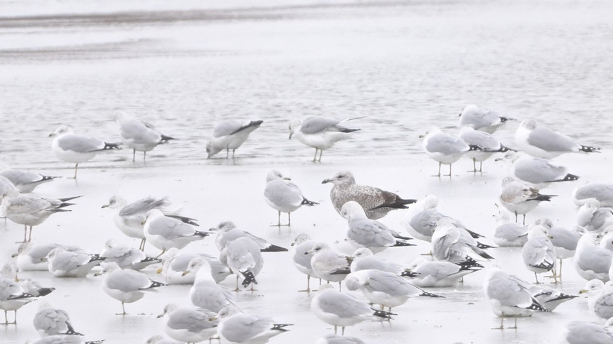 American Herring Gull - ML646378411