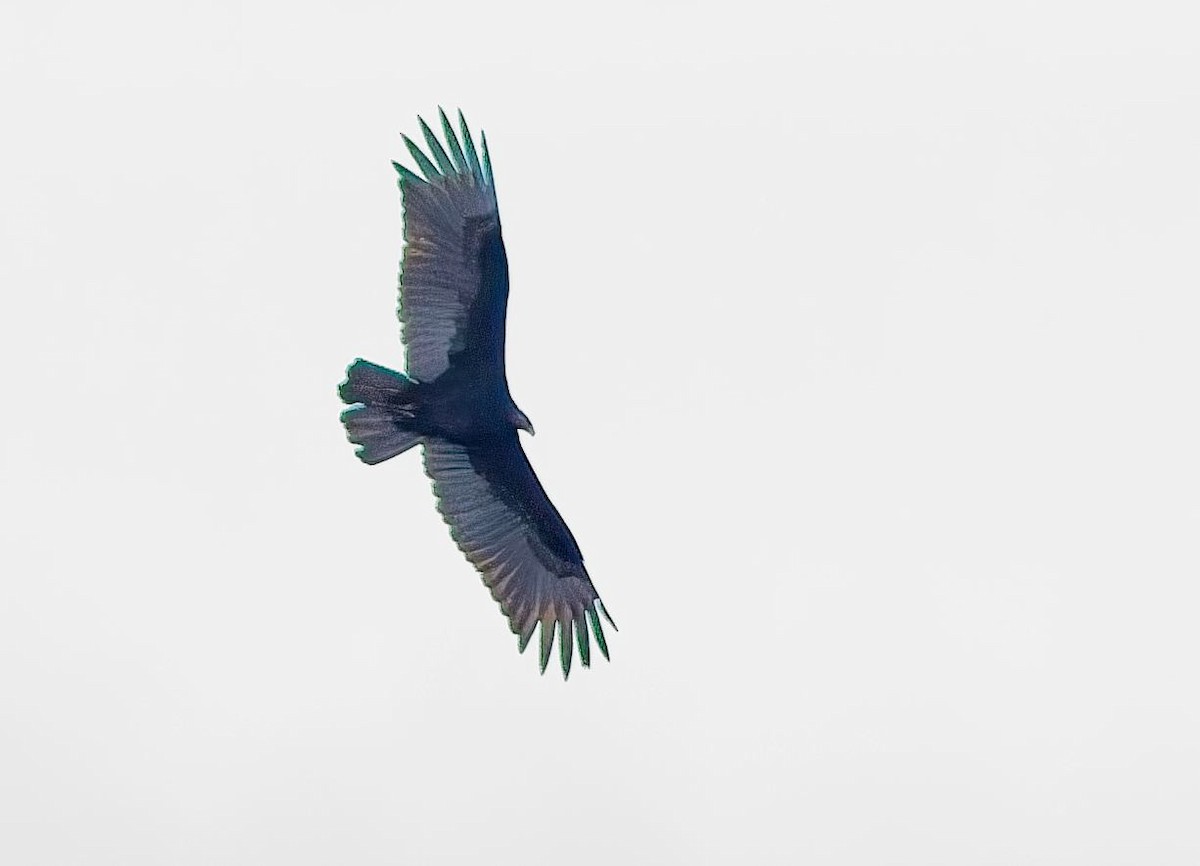 Turkey Vulture - ML646378412