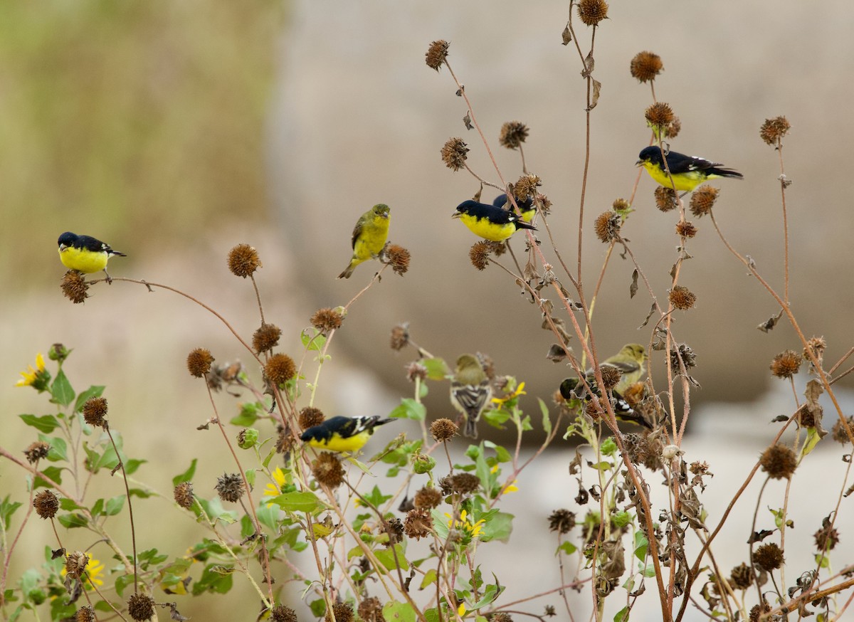 Lesser Goldfinch - ML646378413