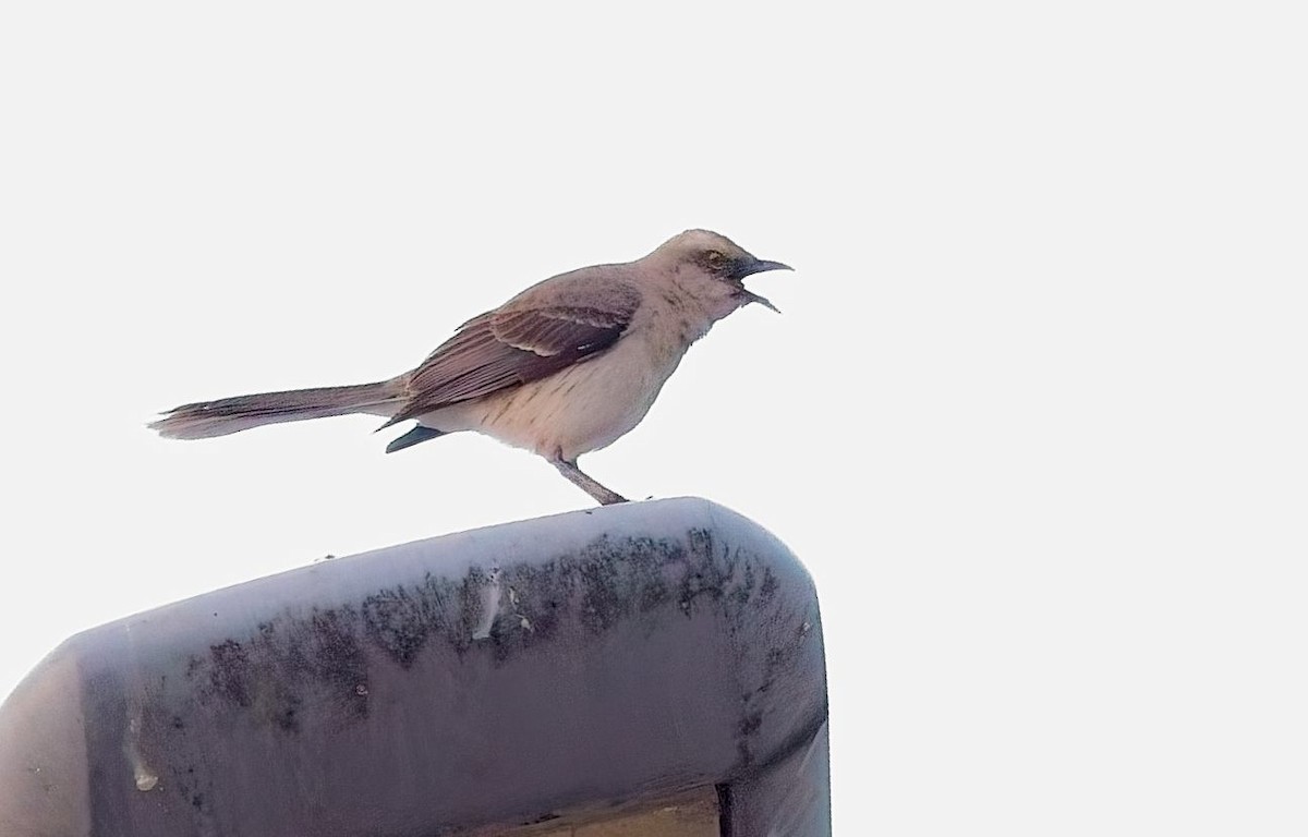 Tropical Mockingbird - ML646378415