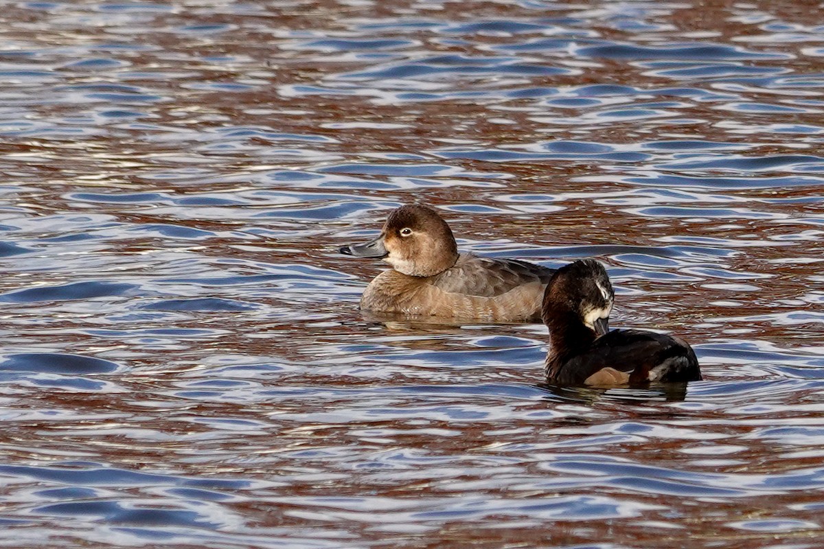 Redhead - ML646378416