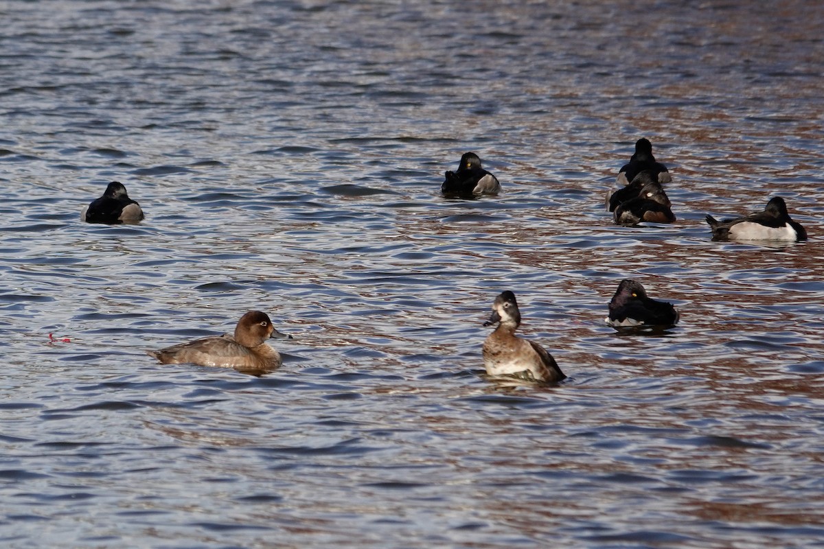 Redhead - ML646378417