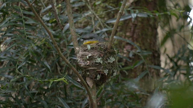 Eastern Yellow Robin - ML646378418