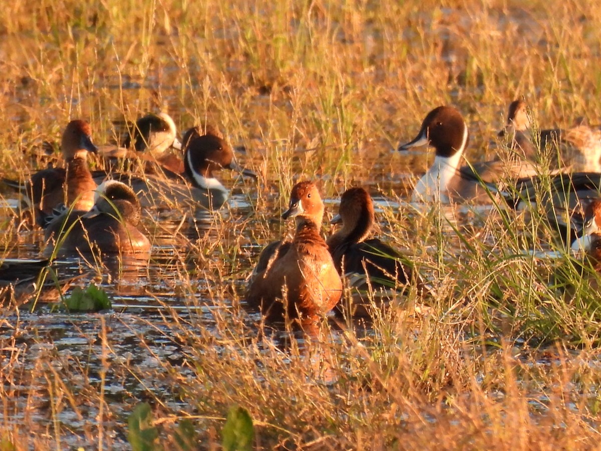 Fulvous Whistling-Duck - ML646378419
