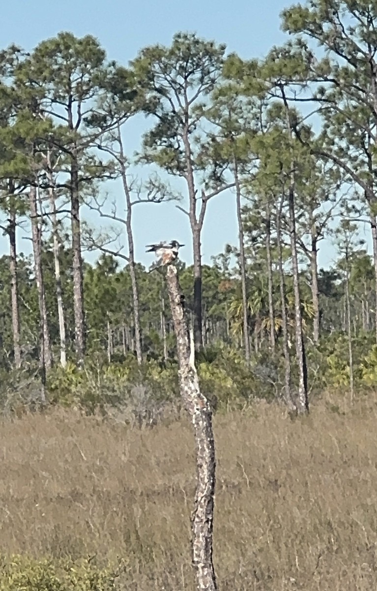 Belted Kingfisher - ML646378421
