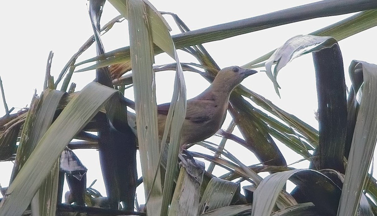 Palm Tanager - ML646378422