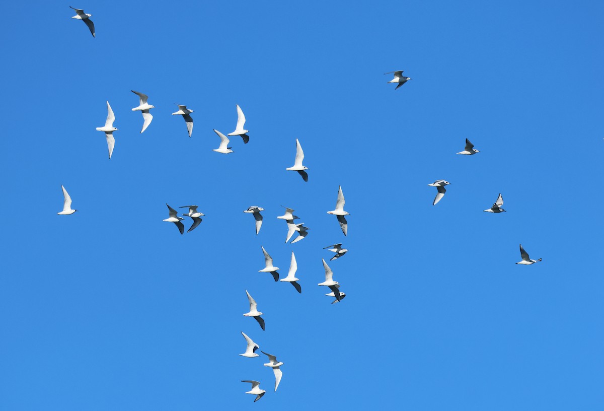 Bonaparte's Gull - ML646378423