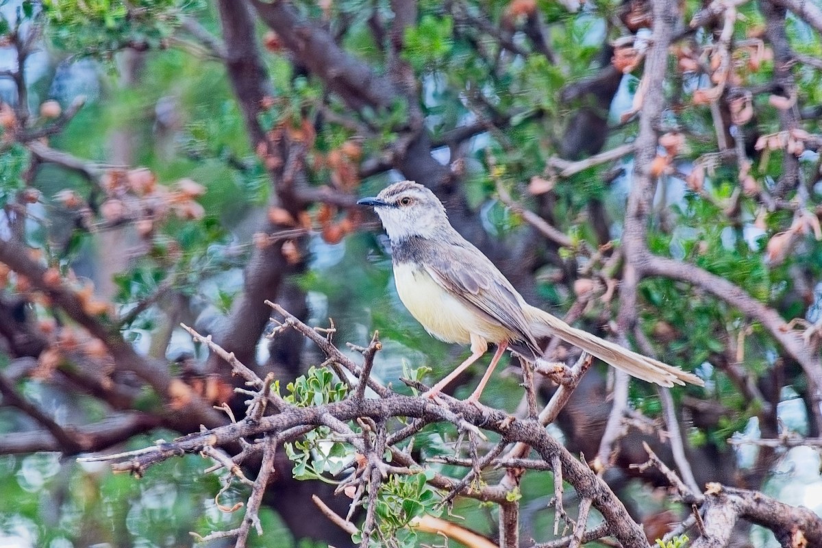 Black-chested Prinia - ML646378424