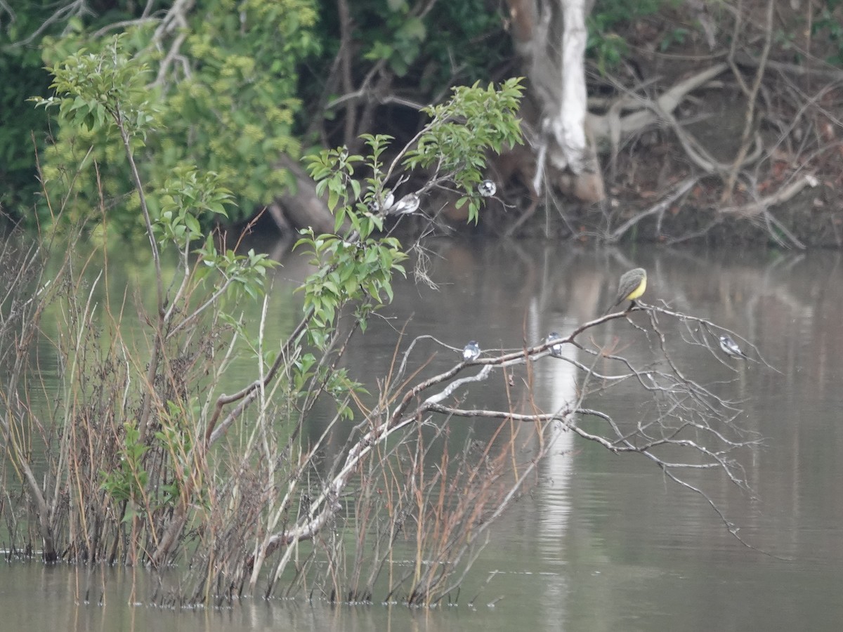 White-winged Swallow - ML646378425